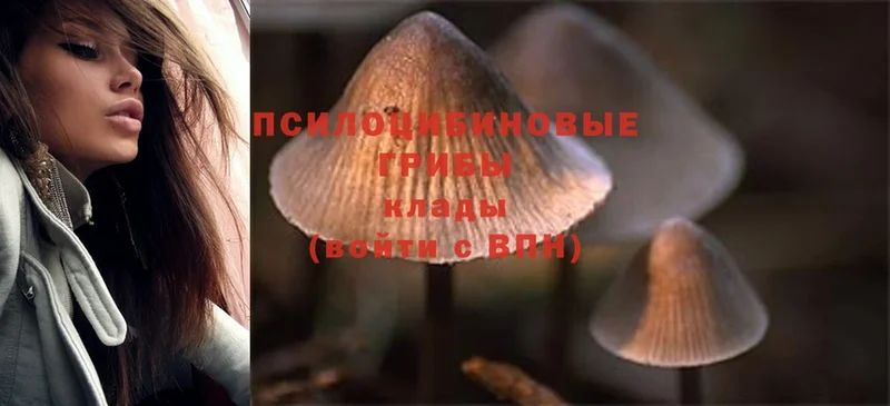 OMG ссылка  Челябинск  Псилоцибиновые грибы Psilocybine cubensis 